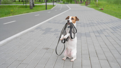  Playful Dog Excitedly Holding Leash in Its Mouth. 