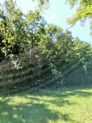 Close-up of a European garden spider (Araneus diadematus) with its distinctive white cross markings on the abdomen, resting on an intricate web in a natural outdoor setting.