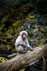 A wild baby snow monkey in the waters of the Japanese Alps