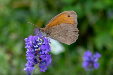 Myrtil posé sur une fleur de Lavande
