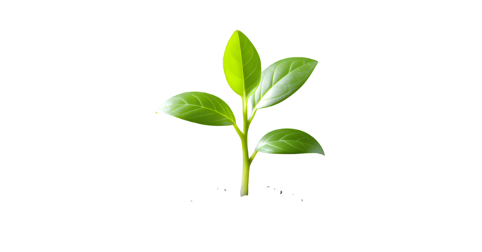 Chartreuse Sprout on Transparent, Sustainable Design Element