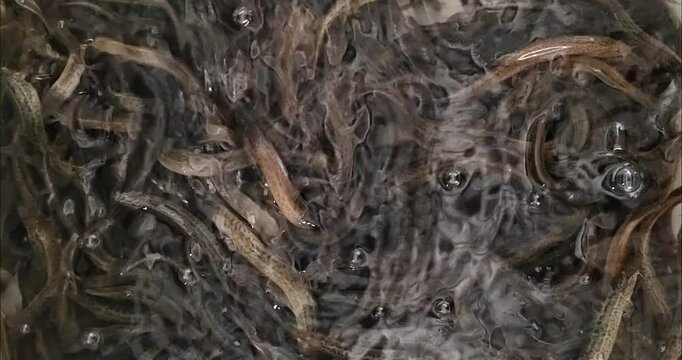 A groud of gold fish 