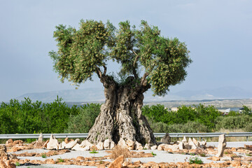 Gran olivo centenario plantado en una rotonda de Baza, Andalucía