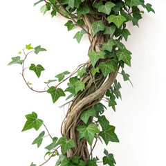 green leaves on white background