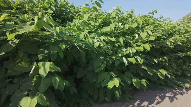 Reynoutria, knotweed, invasive plant growing on the side of the road
