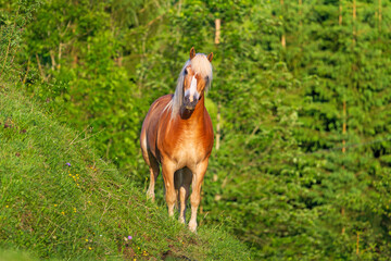 Haflinger - Pferd - Allgäu - Berg 