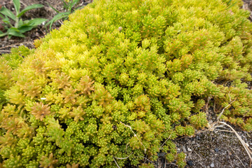 ホソバオウゴンマンネングサという植物の写真。多肉植物のイメージ。