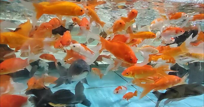 A groud of gold fish 