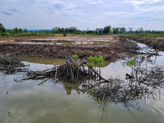 Illegal logging of mangrove trees around the Pamekasan river, Indonesia. mangrove tree damage. dry...