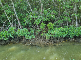 Mangrove trees on the banks of a lush river in Pamekasan, Indonesia.