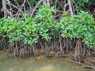 Mangrove trees on the banks of a lush river in Pamekasan, Indonesia.