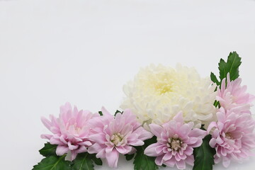 白バックに菊の花のアレンジメント