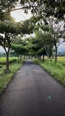 Scenic country road with lush greenery and sunlight