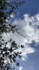 Blue sky with fluffy white clouds and tree branches