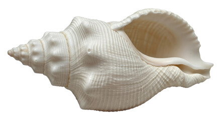 Isolated White Seashell