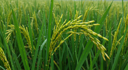Fototapeta premium green rice field macro photo