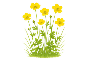 Bright yellow buttercup blossoming among verdant grasses, transparent backdrop highlighting delicate botanical beauty