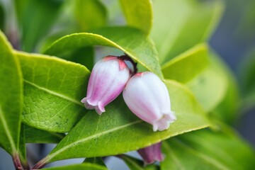 アセビの花
