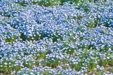 ネモフィラの花畑