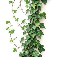 green leaves on white background