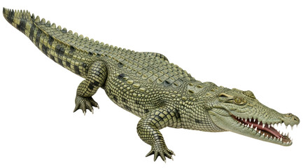 Isolated Crocodile