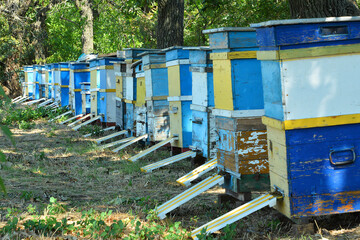 Naklejka premium bees hive family honey production farm nature