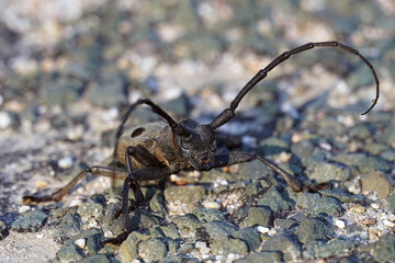 Morimus funereus beetle barbel close-up macro sits on the ground nature insect