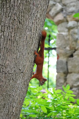
red squirrel jumping on the trunk of a large tree summer nature park
