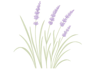 Naklejka premium Lavender flowers growing on transparent background, perfect for aromatherapy, cosmetics, and wellness projects
