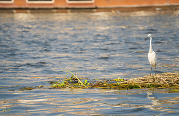 A graceful egret stands calmly on the Nile River, showcasing Egypt's diverse wildlife and the...