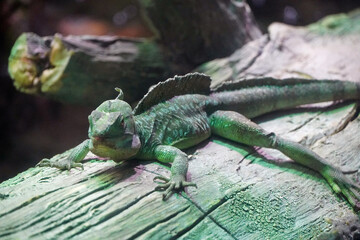 Water agama green lizard sits on a dry tree trunk terrarium nature