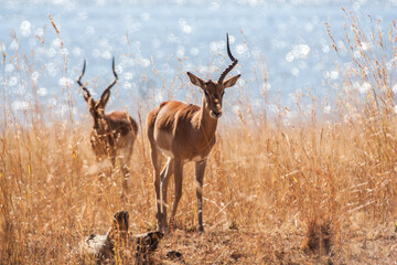 deer in the wild