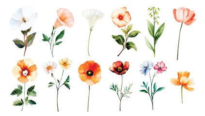 Wild Field flowers Watercolor illustration Botanical collection of garden plants. Set different wild flowers, branches, herbs and leaves for bouquets and other natural elements for cards and invintati