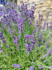 Blooming lavender flowers creating a relaxing atmosphere in a garden