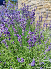 Lavender flowers blooming in a garden with stone wall background