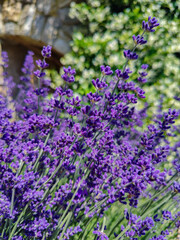 Obraz premium Lavender flowers blooming in garden with stone wall background