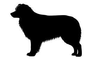 Australian Kelpie in silhouette on white background.