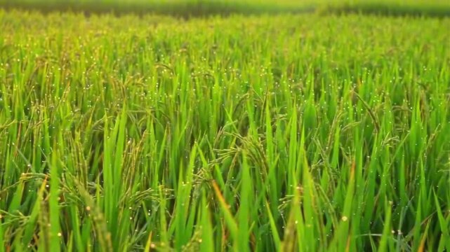 Beautiful view in the rice fields