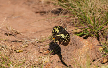 butterfly on a grass