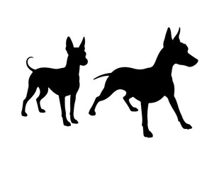 Vector image of American Hairless Terrier in silhouette on white background side.