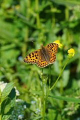 Fritillary shiny orange butterfly sits on yellow flower close-up insect nature