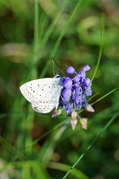 
Plebicula amanda white butterfly sits on blue flower close-up insect nature