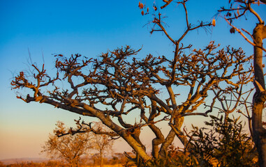 tree and sky