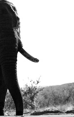 elephant in the water
