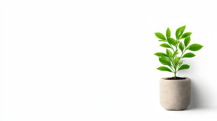 Fototapeta premium Investing in growth illustrated by a small plant in a pot, showcasing realistic copy space for investment related text and business opportunities.