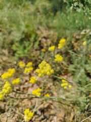 Obraz premium Yellow chamomile flowers growing in the field