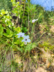 Delicate white linum tenuifolium flowers blooming in meadow