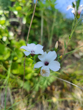 White slim-leaved flax flowers with spider hiding underneath petal