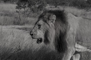 lion in the wild
