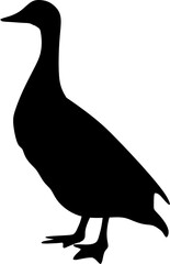 background ilustration Lesser Wishtling Duck